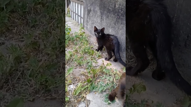 Сос котята на улице и ласковая мама. Нужны удочерители или