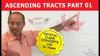 Spinothalamic Tract | Ascending Tracts | Part 1/4