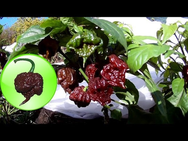 Carolina Reaper Chocolate Каролина рипер. Шоколадный Каролинский