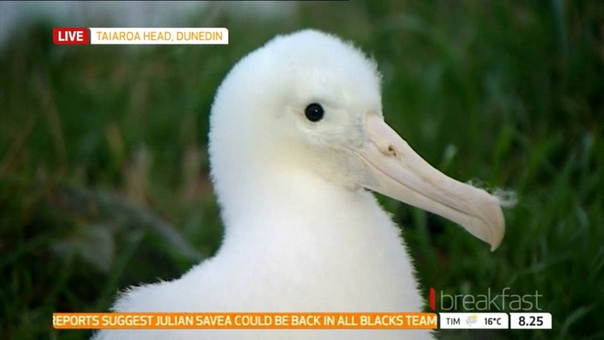 Royal Cam highlights: Lyndon and Moana on