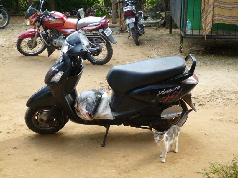 Елена Копысова |