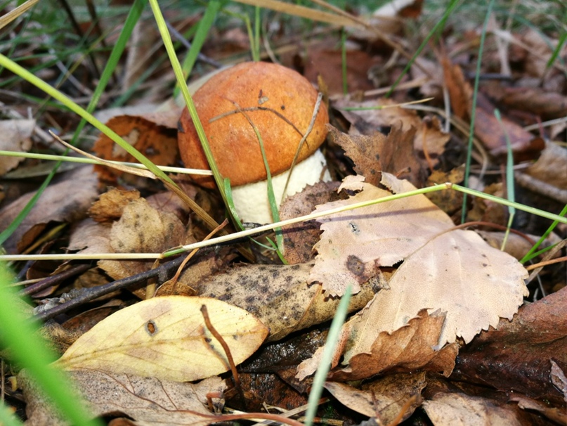 Елена Вишнева | Санкт-Петербург