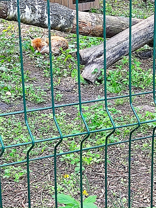 Светлана Протасевич | Савинский