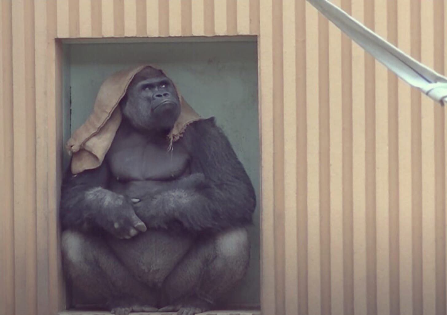 Горилла на унитазе