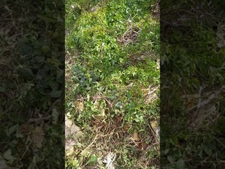 Die Hummeln fliegen erdnah so ca. 20 cm auf der Suche nach neuen Nistmöglichkeiten #Hummell #nature