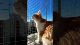 Лиса Мия🦊 «Прекрасное утро на котобалконе»☀️ #shorts #cat #balcony