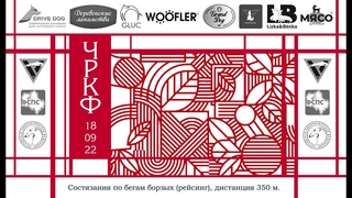 Уиппеты стандарт, кобели. ЧРКФ по рейсингу, , Раменское
