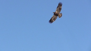 SWFL Eagles_ E17’s First Fly-About ~ Awesome! 04-15-21
