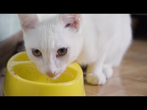 Подобрали КОТА и ВЫЛЕЧИЛИ его кошка киска котики коты Kami kds