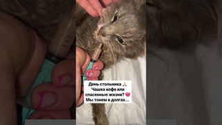 Приют переживает не простое время   2202200387622812 сбер  +79154435033 сбер/альфа/Т-БАНК