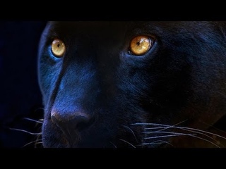 TONY CHRISTIE Walk like a Panther