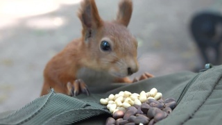 Дикие молодые белки. Небольшая зарисовка / Wild young squirrels. A small sketch