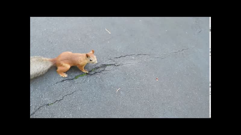 Нехорошая тётенька белочке ничего не