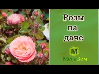 Идеальный подмосковный дачный участок: выращиваем розы на даче.