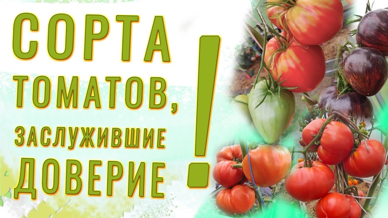ТОМАТЫ, ПРОВЕРЕННЫЕ УРОЖАЕМ Полюбившиеся помидоры на новый