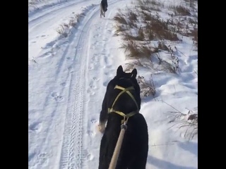 Тайгер и Герой