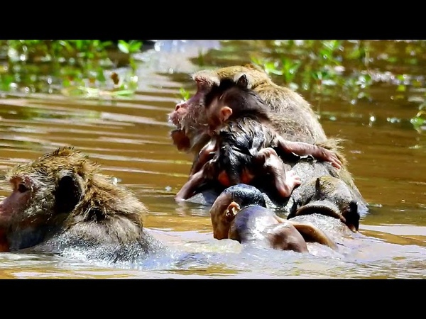 Million Dangerous Brutus JR Nearly drown into water cos jill, Baby try to breath out, Look