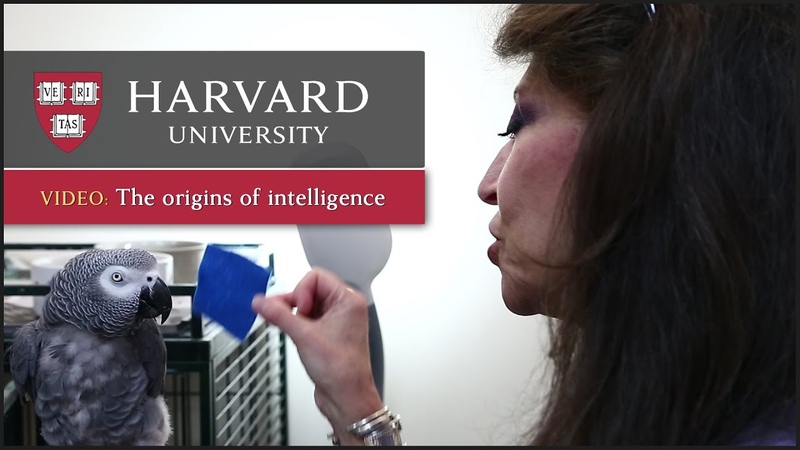 Talking parrots and the origins of human