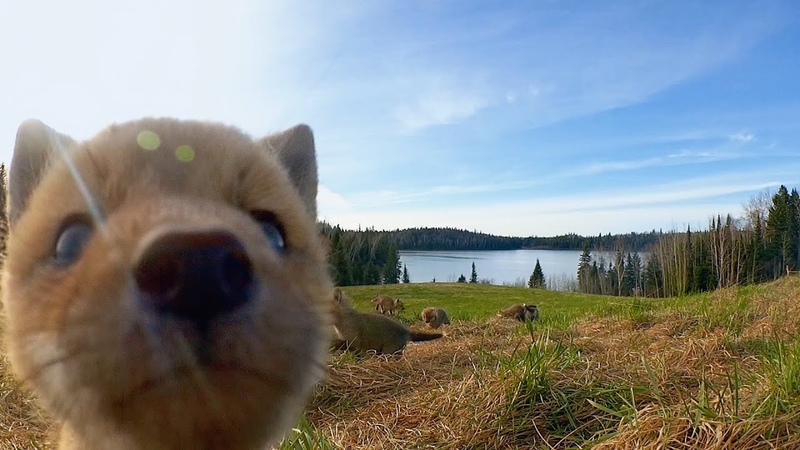 Adorable critters find the hidden spy cam, , Hello Spring