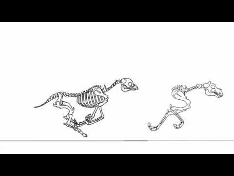Anatomy In Animation, Darkmane The
