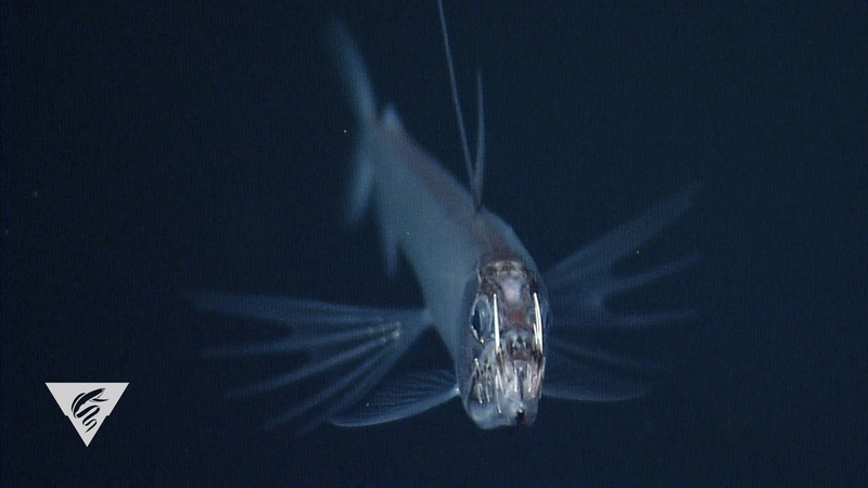 Weird and Wonderful: A big mouth is an advantage for the toothy