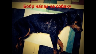 Бобр напал на собаку//The beaver attacked the dog