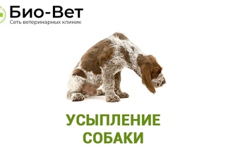 Усыпление собаки
