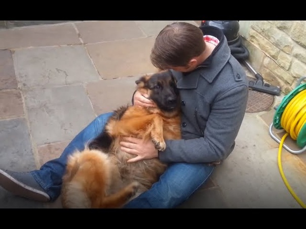 German Shepherd cries out in happiness after months apart from