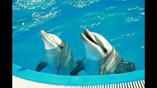 Дельфинарий в Батуми, что посмотреть в Грузии? Dolphinarium in Batumi, what to see in Georgia?