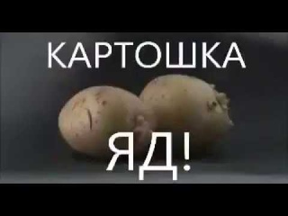 Картошка - яд! Вся правда про картошку. Польза или вред Здоровье или болезни