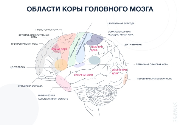 Пример сложной синтезирующей деятельности коры головного мозга