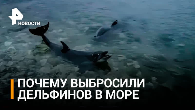 Последние данные о выброшенных дельфинах в Севастополе,