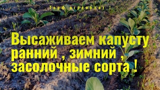 Вырастили рассаду капусты в торфе Агробалт С. Высаживаем рассаду в поле