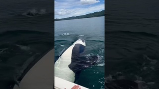 VERY CLOSE ORCA encounter! One was holding a seal! #shorts #orca