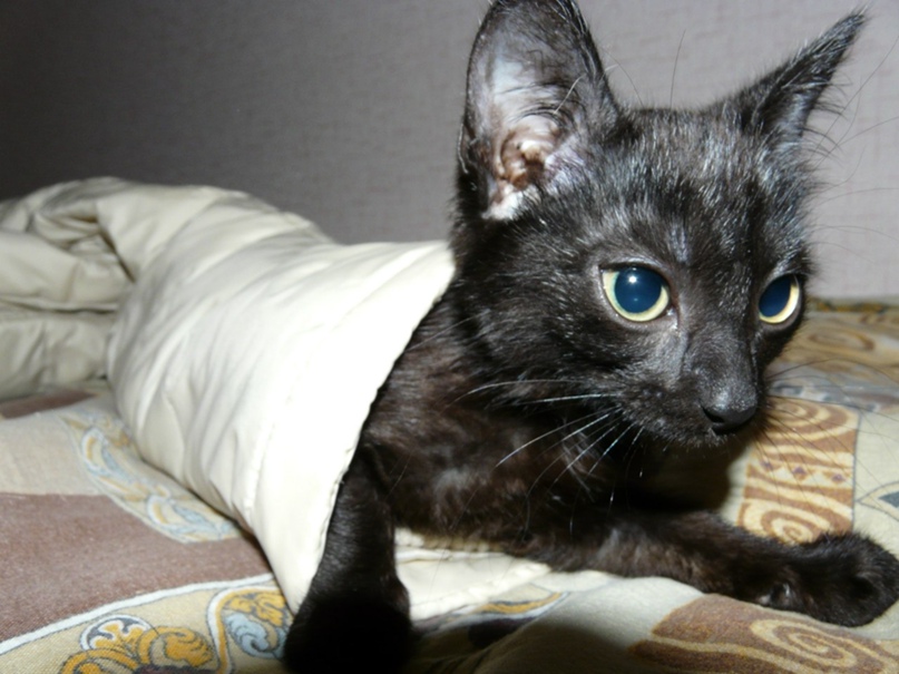 Ольга Соколова | Новокузнецк