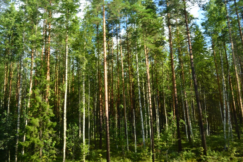 Светлана Ануфриева | Frankfurt (Oder)