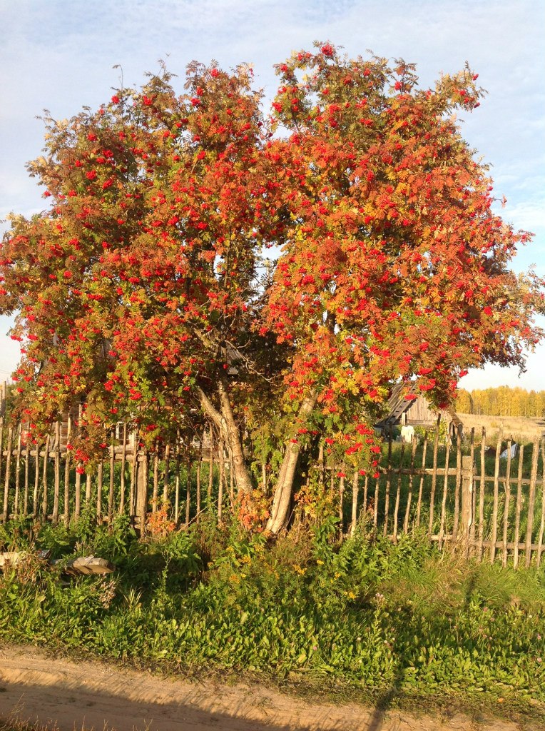Ирина Гончарова | Санкт-Петербург