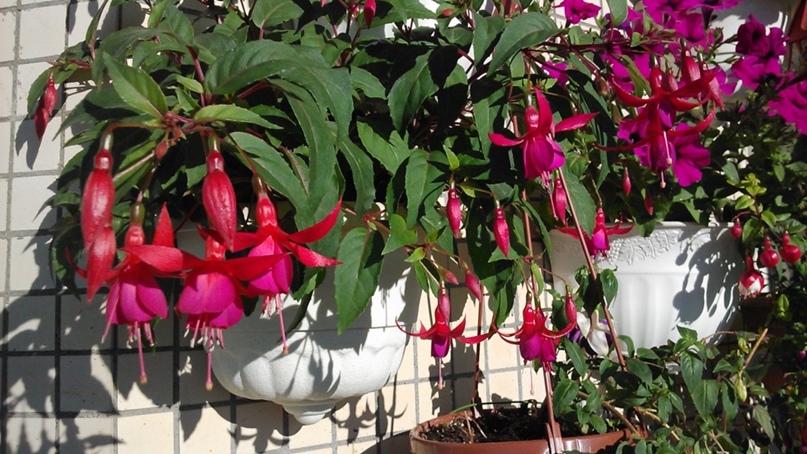 Ольга Калашникова | Санкт-Петербург