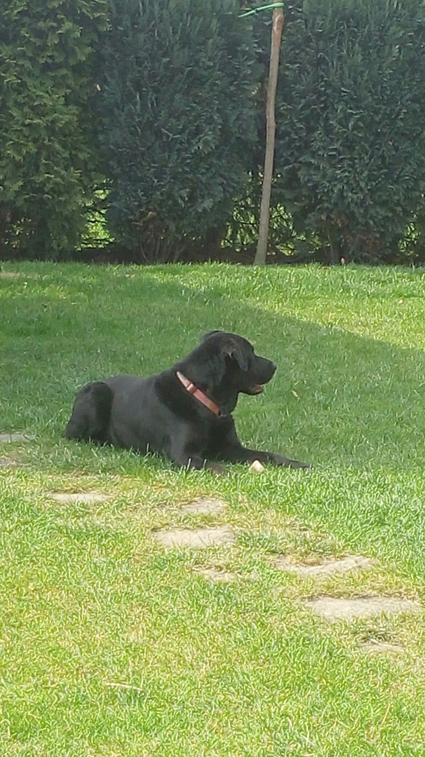 Николай Тимошенко | Днепр (Днепропетровск)