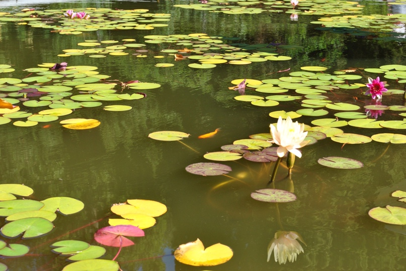 Анастасия Тарасова | Тула