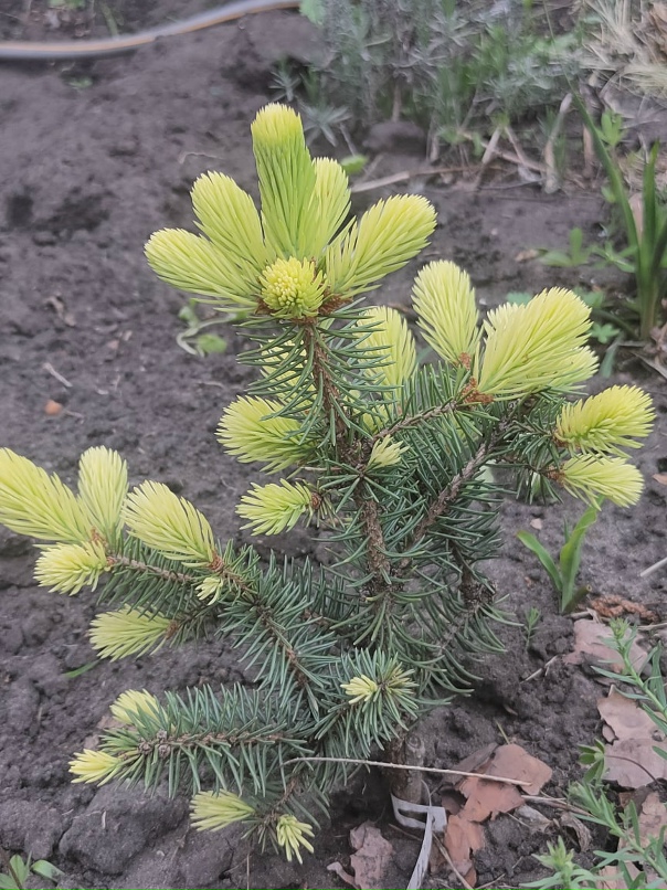 Елена Лапкина | Тольятти