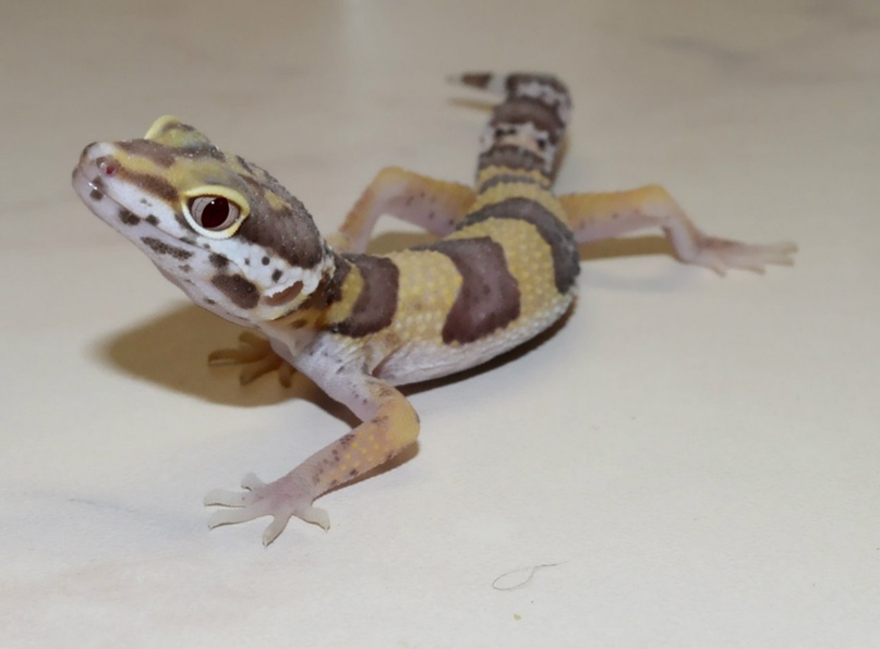 Миссис Смит | Санкт-Петербург