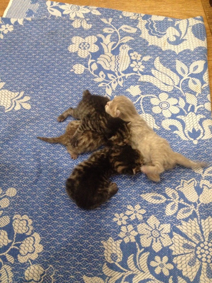 Алексей Семенов | Александров