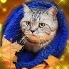 Нина Некрасова Колючая Неженка | Липецк