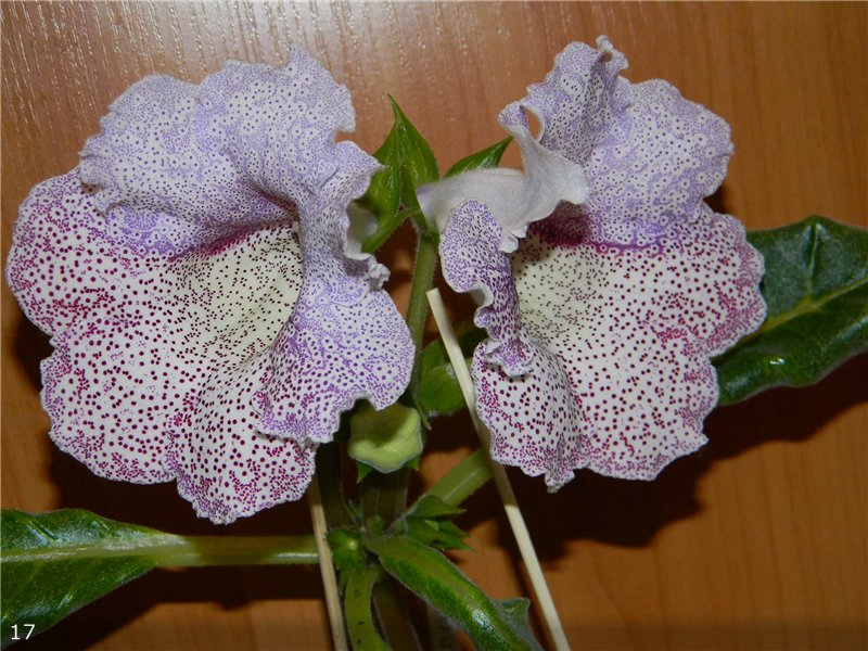 Мария Миляева | Москва