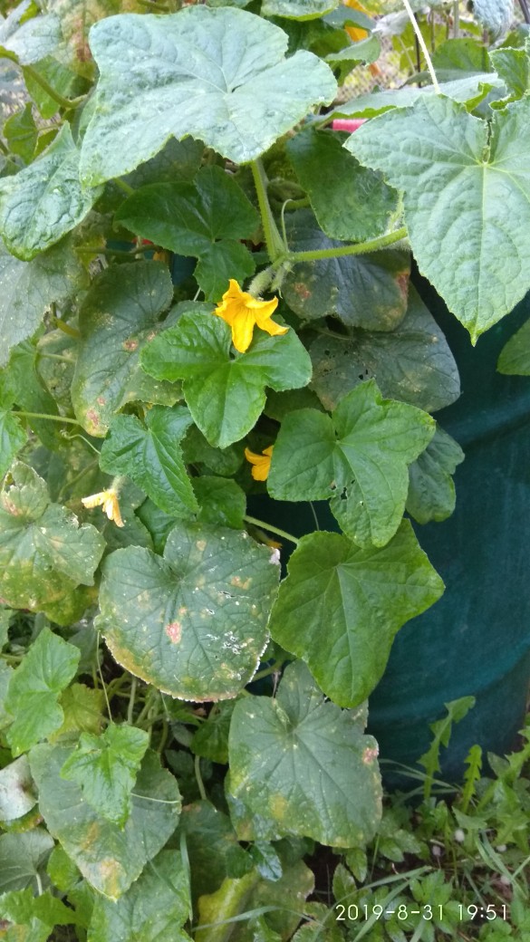 Марина Луценко | Гродно