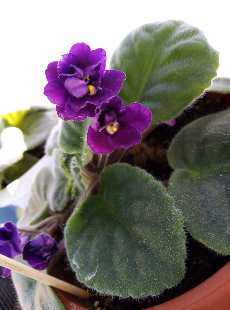 Галина Локтионова |