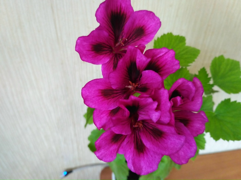 Елена Баринова | Полярные Зори