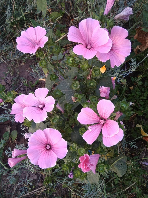 Елена Макарова | Ижевск