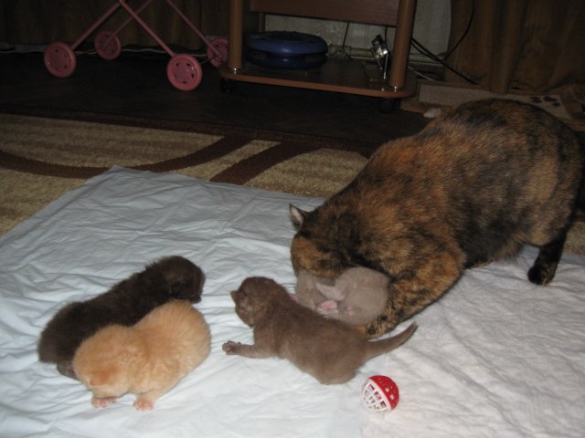 Михаил Куприянов | Санкт-Петербург